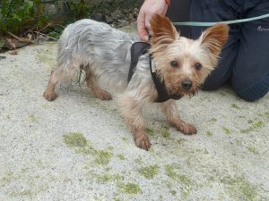 Dogs looking for new homes