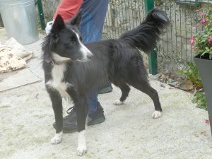 Dogs looking for new homes