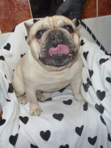 Dogs looking for new homes