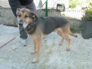 Dogs looking for new homes