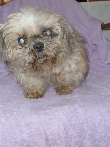 Dogs looking for new homes