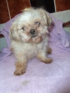 Dogs looking for new homes