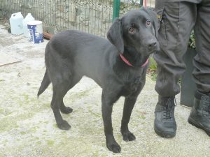 Dogs looking for new homes