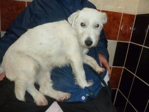 Dogs looking for new homes