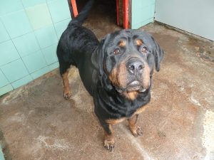Dogs looking for new homes