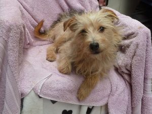 Dogs looking for new homes