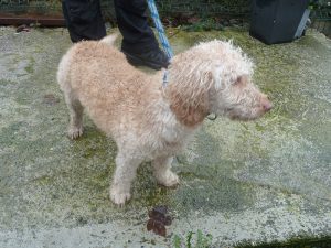 Dogs looking for new homes