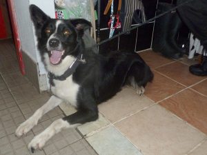 Dogs looking for new homes