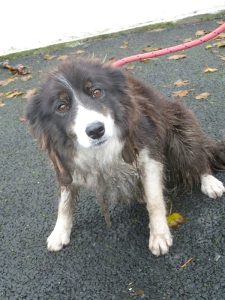 Dogs looking for new homes