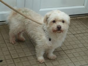 Dogs looking for new homes