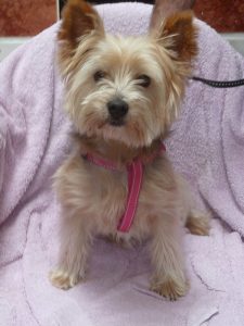 Dogs looking for new homes