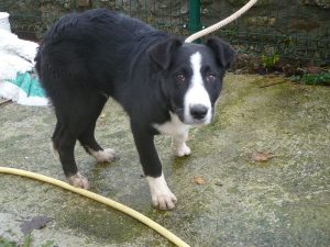 Dogs looking for new homes
