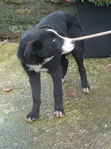 Dogs looking for new homes