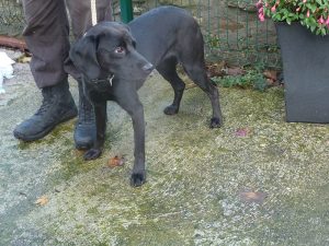 Dogs looking for new homes