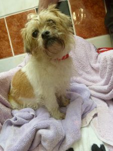 Dogs looking for new homes