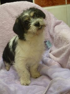 Dogs looking for new homes