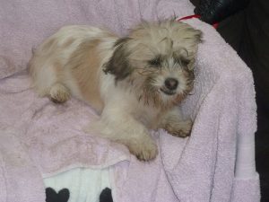 Dogs looking for new homes