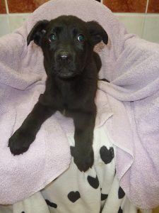 Dogs looking for new homes