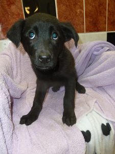 Dogs looking for new homes