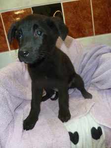 Dogs looking for new homes