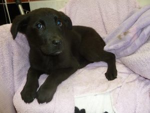 Dogs looking for new homes