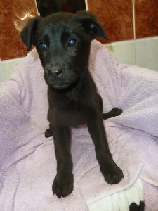 Dogs looking for new homes