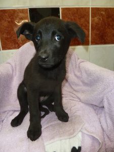 Dogs looking for new homes