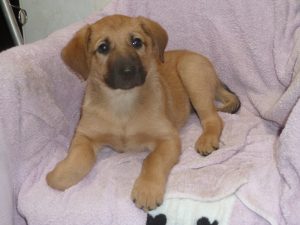 Dogs looking for new homes