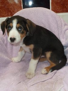 Dogs looking for new homes