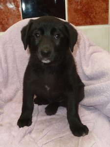 Dogs looking for new homes