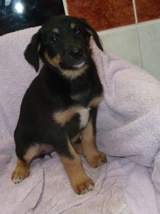 Dogs looking for new homes