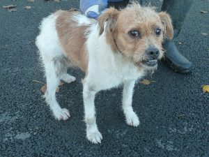 Dogs looking for new homes