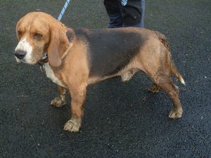 Dogs looking for new homes