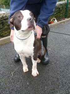 Dogs looking for new homes