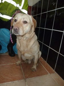 Dogs looking for new homes