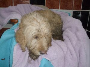 Dogs looking for new homes