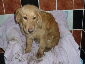 Dogs looking for new homes