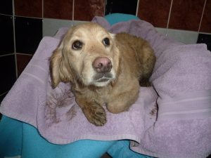 Dogs looking for new homes