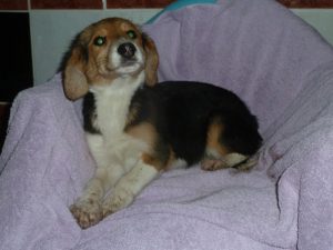 Dogs looking for new homes