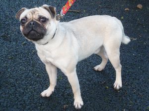 Dogs looking for new homes