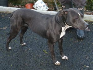 Dogs looking for new homes