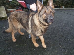 Dogs looking for new homes