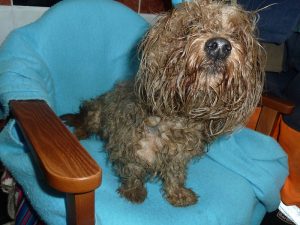 Dogs looking for new homes