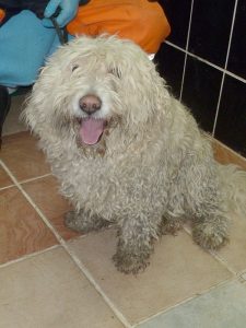 Dogs looking for new homes