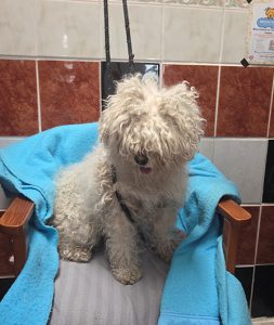 Dogs looking for new homes