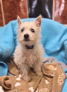 Dogs looking for new homes