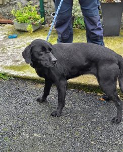 Dogs looking for new homes