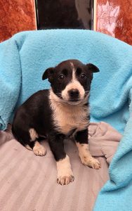 Dogs looking for new homes