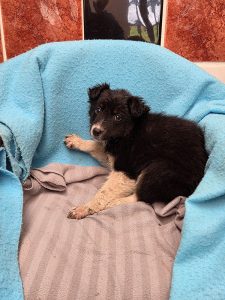 Dogs looking for new homes