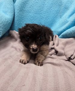 Dogs looking for new homes